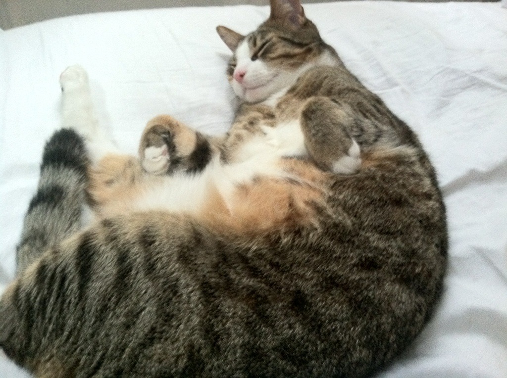 开云备用-守望先锋 更新调整战术格局 输出角色受益明显，守望先锋输出梯队  第1张