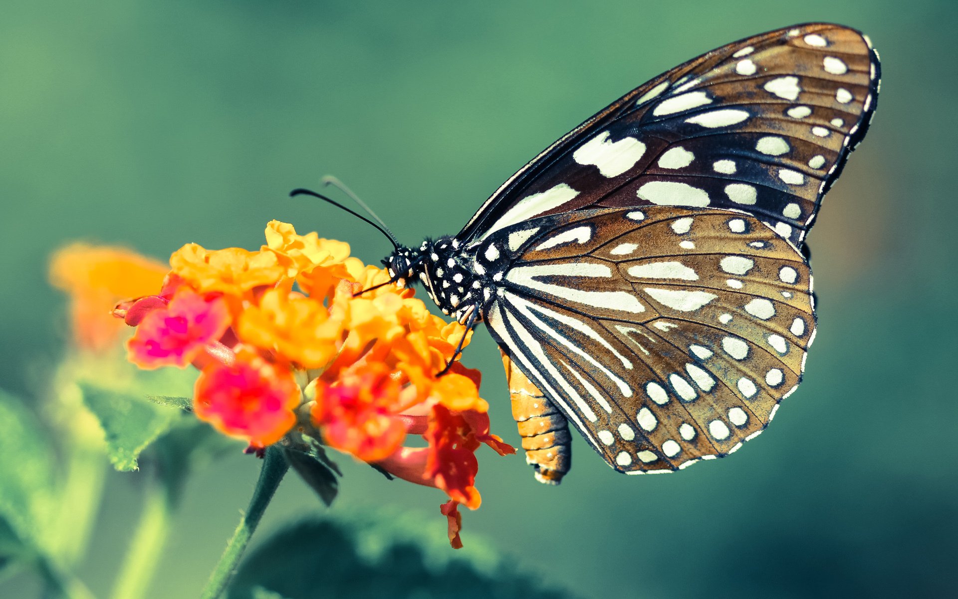 开云体育官网登入-《Dota 2华北职业联赛,LGD赢得赛季冠军》,dota2河北比赛