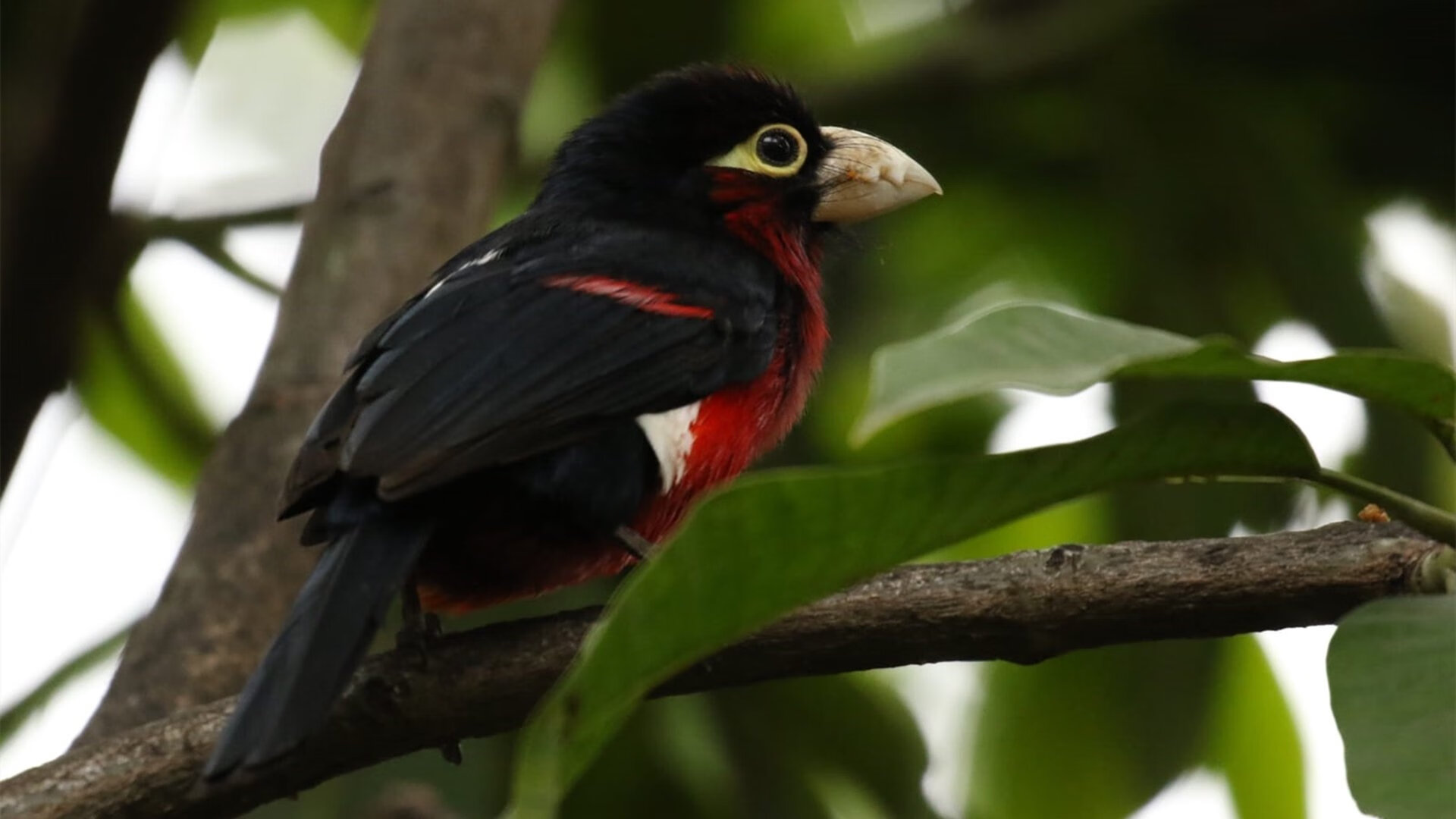 kaiyun.com-塞内加尔马术协会推出青少年马术培训计划，培养未来骑手。，塞内加尔 马内