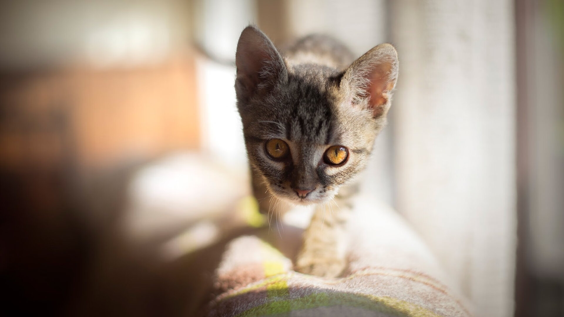 开yun官网-德甲精彩瞬间不断，战术变化带来无限可能，德甲德甲