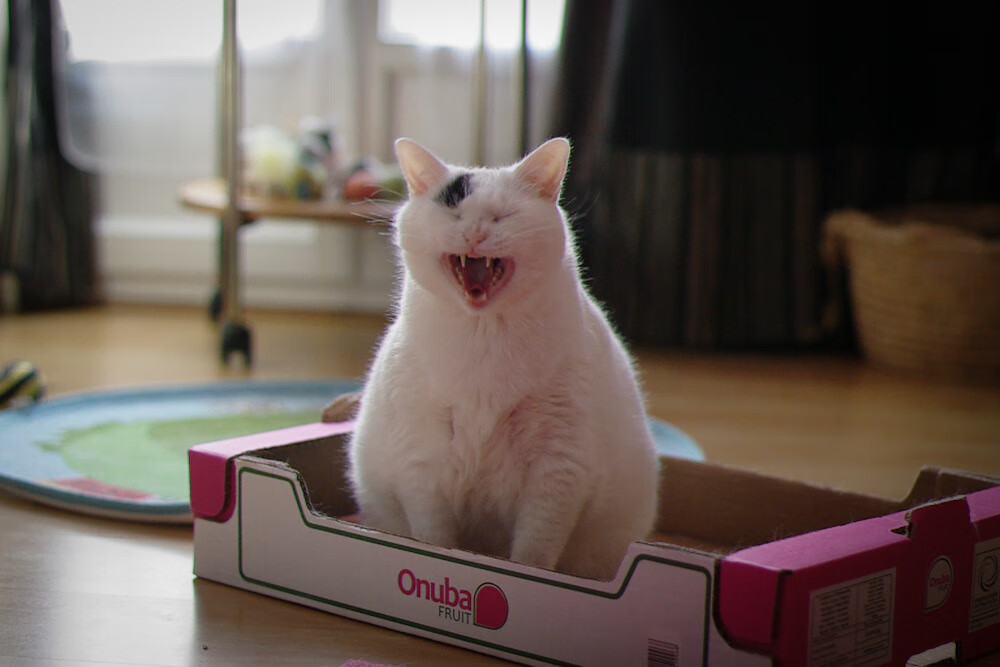 开云官方网站-战术“奇兵”背后的秘密：球队的奇迹武器，战术兵是什么意思